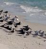 Birds on the Beach.