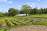 Productive certified organic fields with high tunnels supporting year-round cultivation