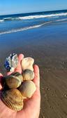 Shell collection on the beach