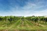 North Fork Wine Country