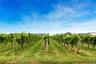 Local Vineyard