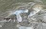 Manatees of the South Marina!