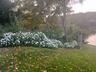 Flowering Bushes