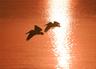 Windward Bay Birds Flying at a Spectacular Sunrise!