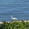Expect daily sightings of sea birds, and the occasional manatee or dolphin sighting