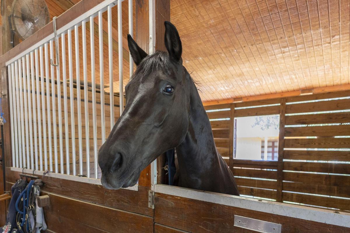 Barn Stall Horse