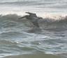 "Pelican Watch"