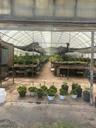 Greenhouse 4