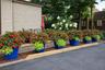 Garden Plantings (Back)