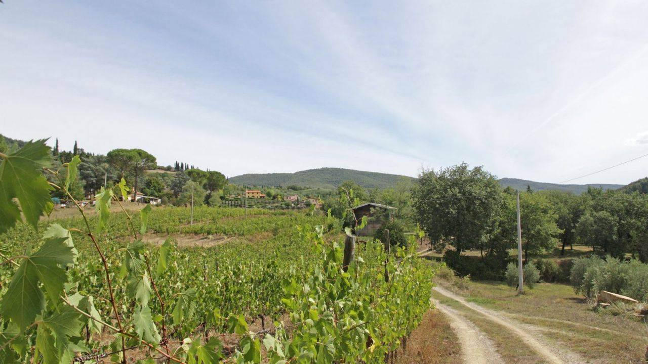 Wineries for sale in Tuscany, Arezzo. Farm with farmhouse, vineyards and winery for sale in Arezzo, Tuscany