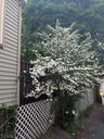 Tree Blosom in Yard