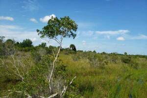 Kissimmee Prairie Come enjoy the outdoors on your ATV and camp out for the weekend in these 5acres.
