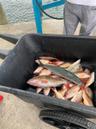 Catch from Gulf of Mexico