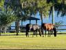 3 paddocks / Small pastures with on large pasture on East side of driveway