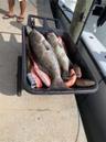 Catch from Gulf of Mexico
