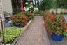 Garden Plantings (Back)
