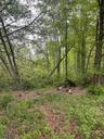 Mature Trees and Saplings