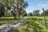 Scenic Paved Driveway with Towering Mature Live Oaks