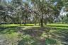 Scenic Paved Driveway with Towering Mature Live Oaks
