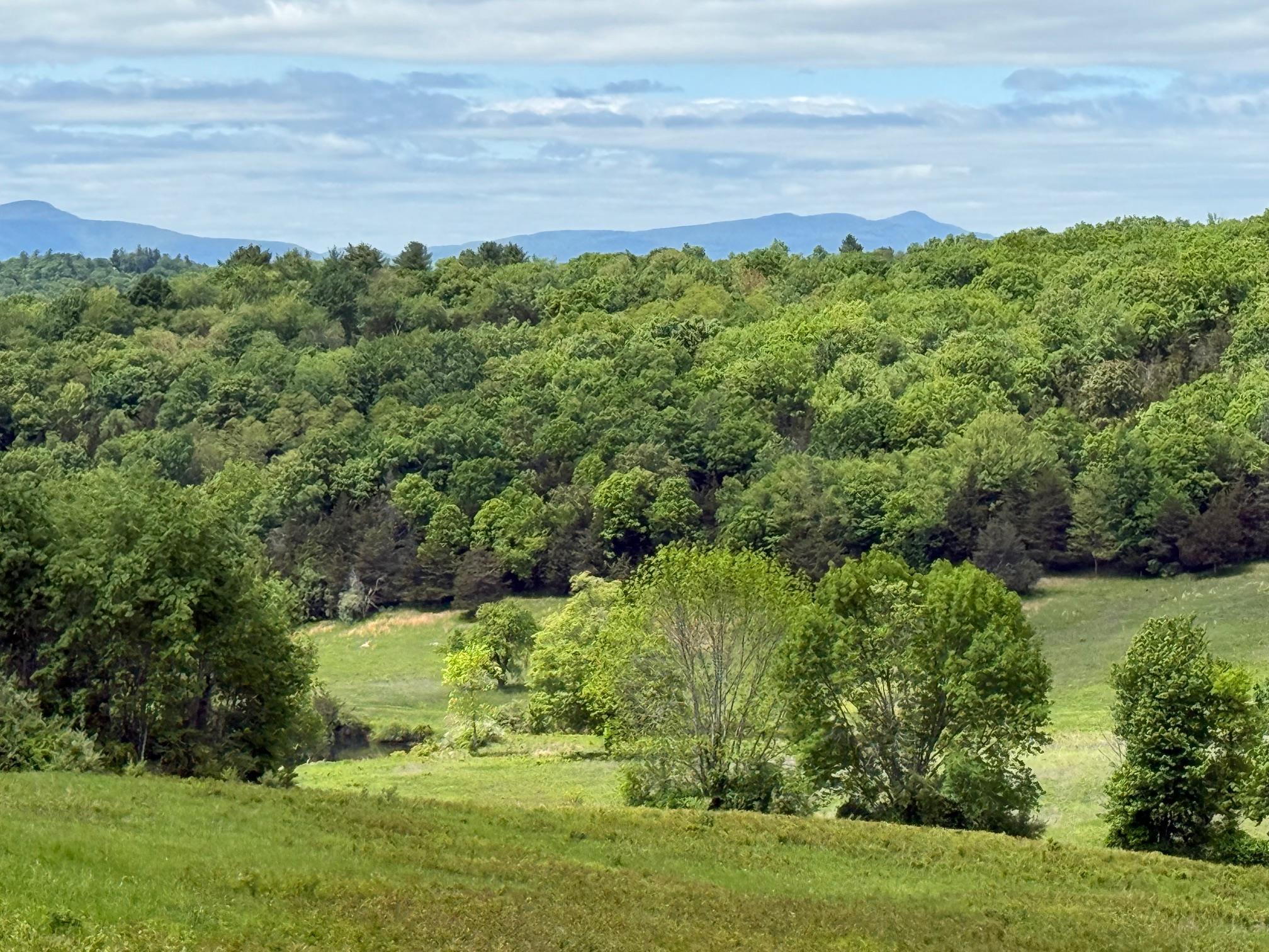 Mountain view with a heavily wooded area