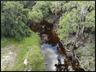 Charlie Creek and woods