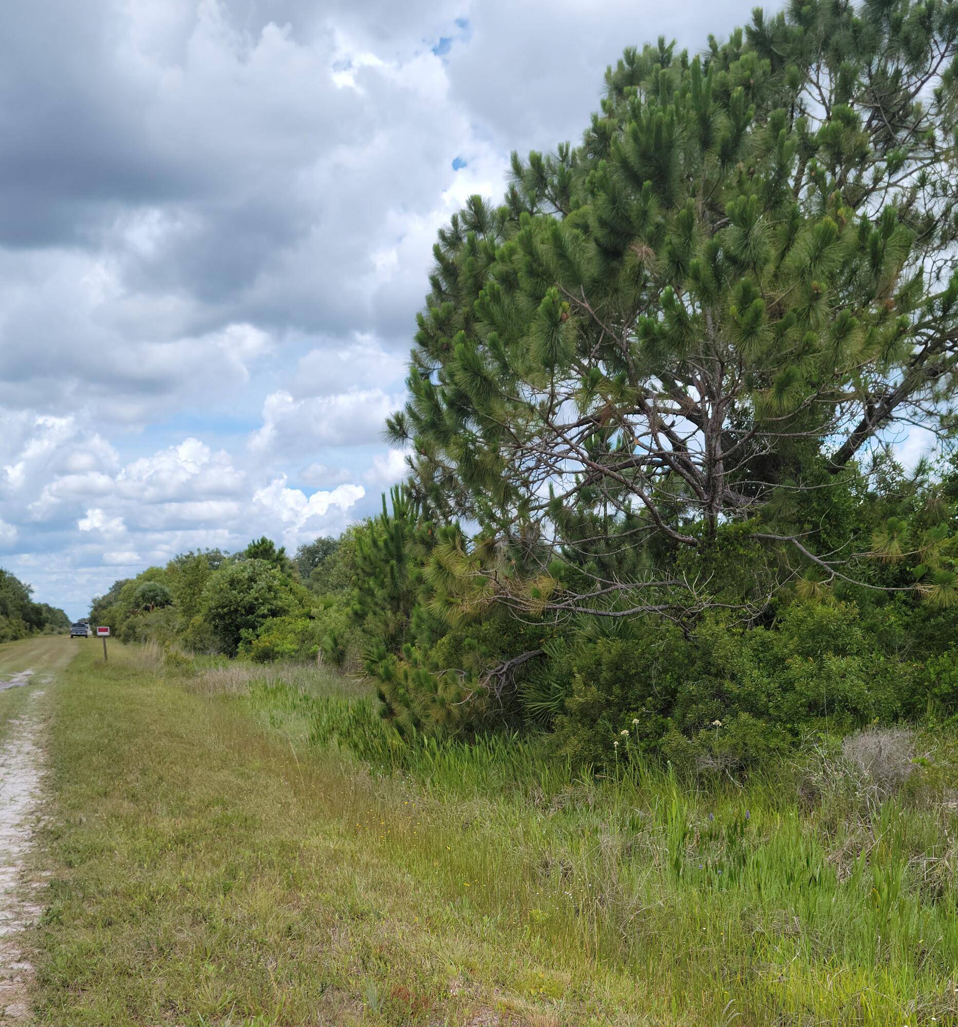 Pristine lot in peaceful and tranquil Okeechobee county Florida ; lovely lot wit palm oak and pine trees.