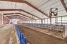 Stalls for cattle