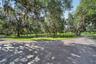 Scenic Paved Driveway with Towering Mature Live Oaks