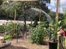 Organic Garden