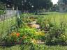 Separate irrigated vegetable garden (pic taken before Clusia hedge matured).