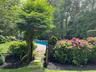 Outdoor pool featuring a diving board