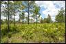 Pine Flatwoods Quail Hunting