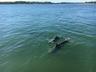 Constant Dolphin Show. No Spy Glass Required.