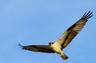 Ospray.