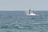 Whale sighting from the house