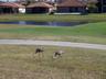 Wildlife in Providence