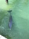 Frequent Visitors