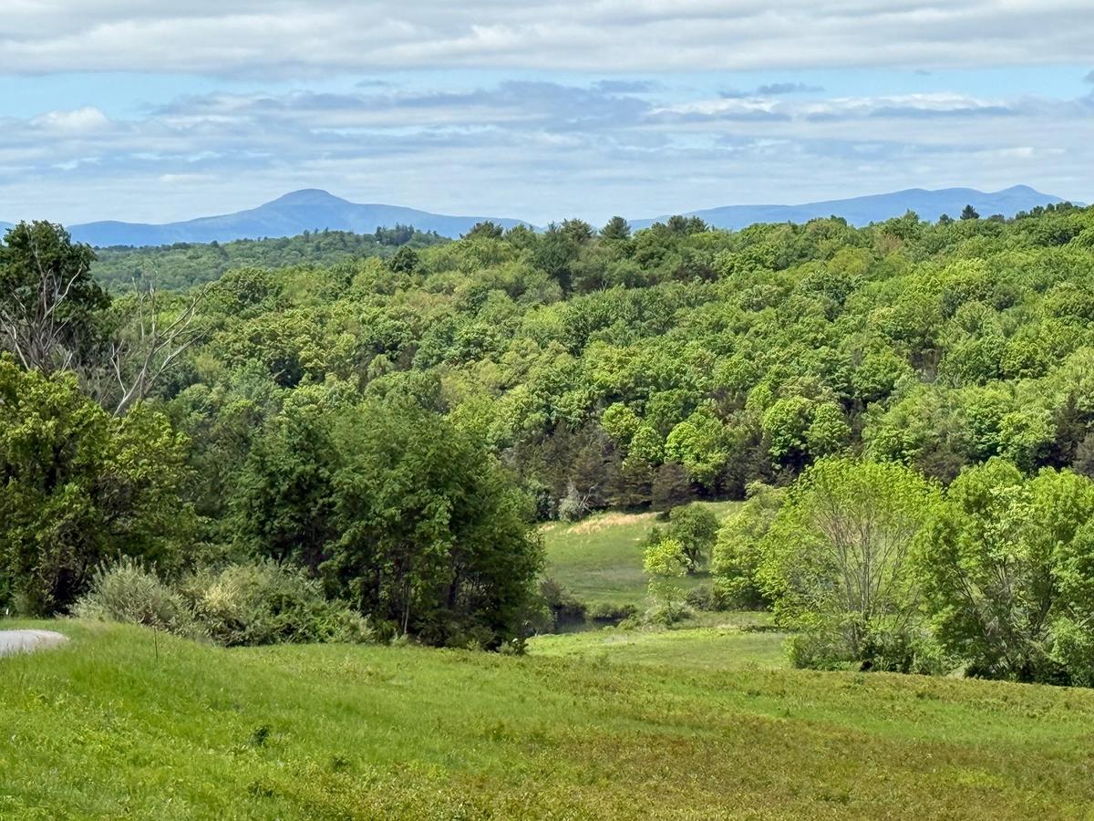 View of mountain background with a heavily wooded area
