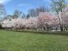 Nearby park