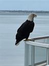 Uninvited guest