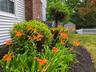 Daylillies on side of House
