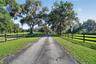 Scenic Paved Driveway with Towering Mature Live Oaks